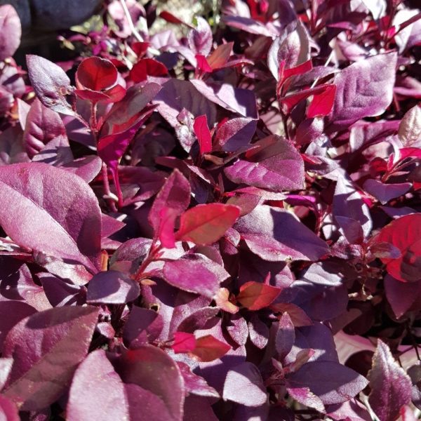 Alternanthera Little Ruby Alternanthera dentata Plants Whitsunday North Queensland Wholesale Nursery