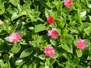 Mesembryanthemum cordifolium Aptenia Cordiflora Baby Sun Rose Plants Whitsunday North Queensland Wholesale Nursery