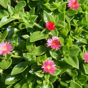 Mesembryanthemum cordifolium Aptenia Cordiflora Baby Sun Rose Plants Whitsunday North Queensland Wholesale Nursery