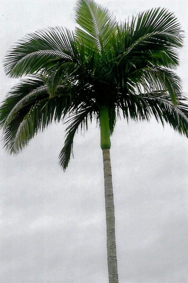 Archontophoenix cunninghamiana King Palm Bangalow Palm Illawara Palm Plants Whitsunday North Queensland Wholesale Nursery