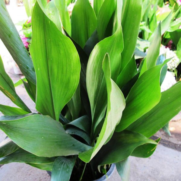 Aspidistra Elatior Cast Iron Plant Plants Whitsunday North Queensland Wholesale Nursery