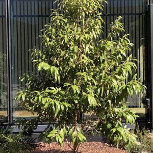 Backhousia citriodora Lemon myrtle Plants Whitsunday North Queensland Wholesale Nursery