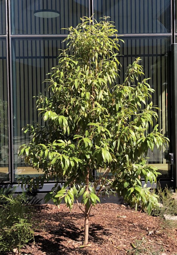 Backhousia citriodora Lemon myrtle Plants Whitsunday North Queensland Wholesale Nursery