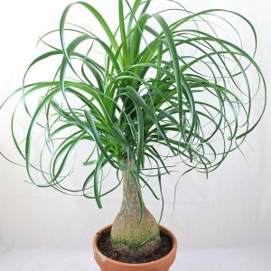 Bebaucarnea Ponytail Palm Plants Whitsunday North Queensland Wholesale Nursery