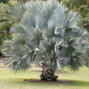 Bismarckia nobilis Bismarck Palm Plants Whitsunday North Queensland Wholesale Nursery