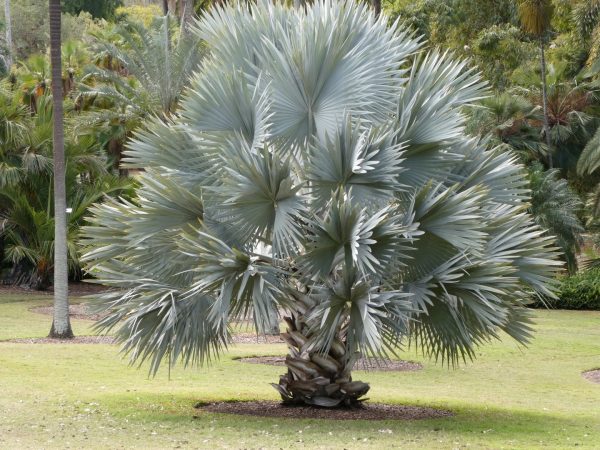 Bismarckia nobilis Bismarck Palm Plants Whitsunday North Queensland Wholesale Nursery