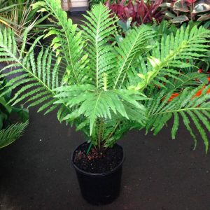 Blechnum gibbum Blechnum Silver Lady Fern Plants Whitsunday North Queensland Wholesale Nursery