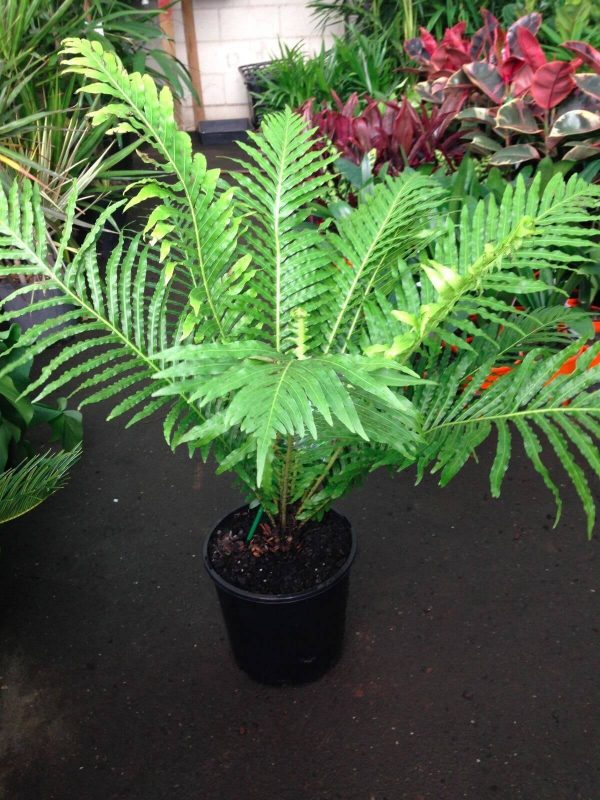 Blechnum gibbum Blechnum Silver Lady Fern Plants Whitsunday North Queensland Wholesale Nursery