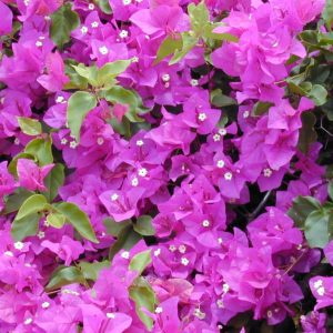 Bougainvillea buttiana Plants Whitsunday North Queensland Wholesale Nursery