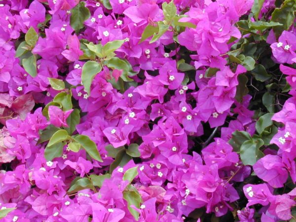 Bougainvillea buttiana Plants Whitsunday North Queensland Wholesale Nursery