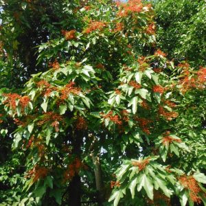 Brachychiton acerifolius Illawarra Flame Tree Plants Whitsunday North Queensland Wholesale Nursery