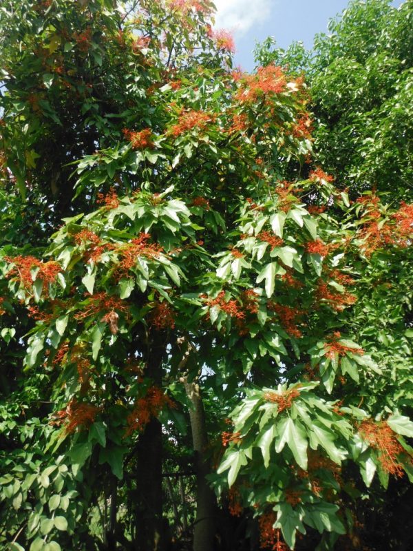 Brachychiton acerifolius Illawarra Flame Tree Plants Whitsunday North Queensland Wholesale Nursery