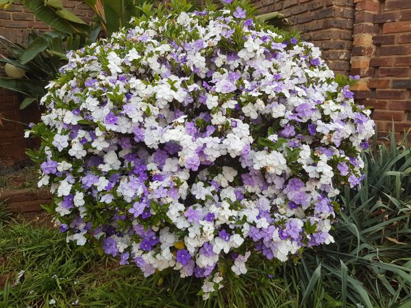 Brunfelsia latifolia yesterday today tomorrow Plants Whitsunday North Queensland Wholesale Nursery