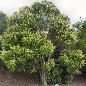 Buckinghamia Celsis Ivory Curl Tree Plants Whitsunday North Queensland Wholesale Nursery sima