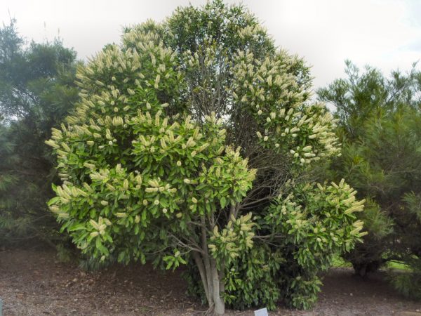 Buckinghamia Celsis Ivory Curl Tree Plants Whitsunday North Queensland Wholesale Nursery sima