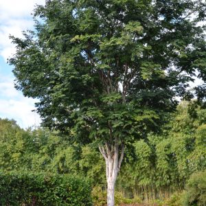 Caesalpinia ferrea Leopard Tree Plants Whitsunday North Queensland Wholesale Nursery