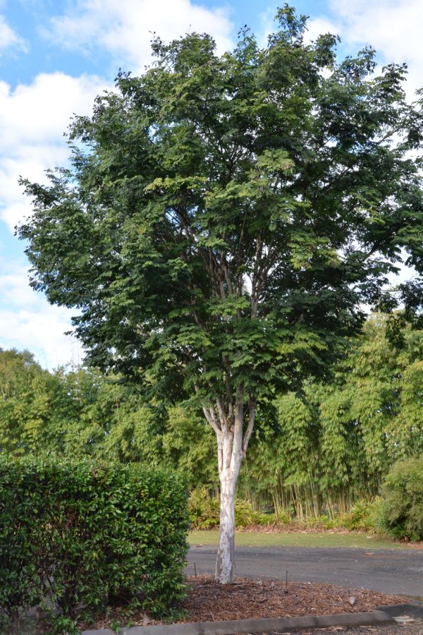 Caesalpinia ferrea Leopard Tree Plants Whitsunday North Queensland Wholesale Nursery