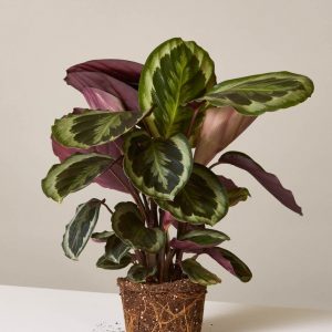 Calathea Plants Whitsunday North Queensland Wholesale Nursery