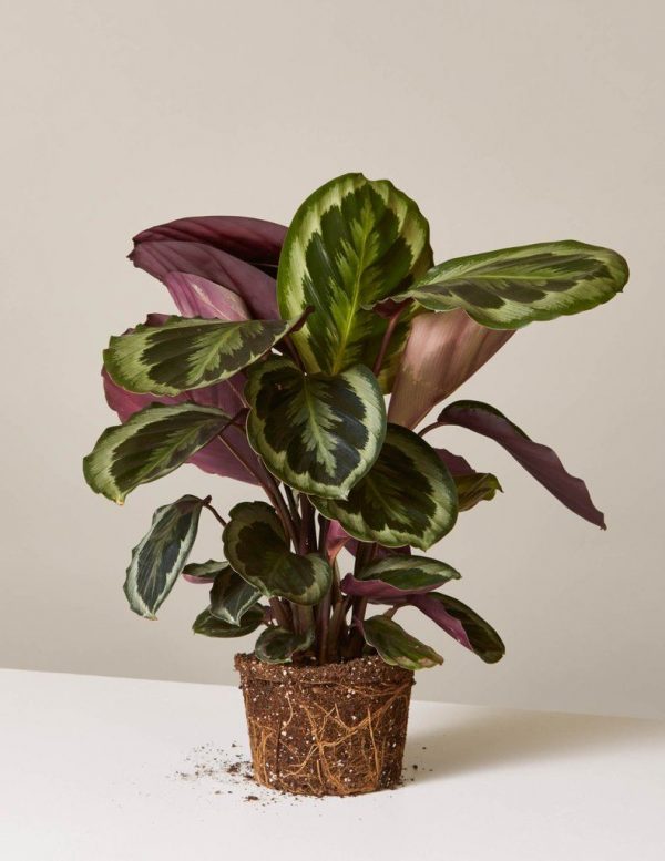 Calathea Plants Whitsunday North Queensland Wholesale Nursery