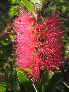 Callistemon Candy Pink Bottlebrush Plants Whitsunday North Queensland Wholesale Nursery