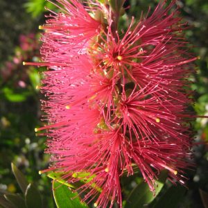 Callistemon Candy Pink Bottlebrush Plants Whitsunday North Queensland Wholesale Nursery