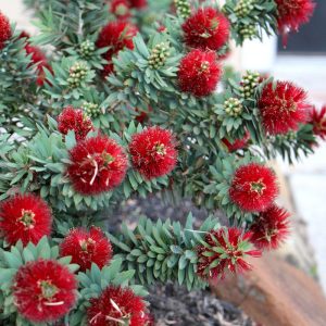 Callistemon Little John Plants Whitsunday North Queensland Wholesale Nursery