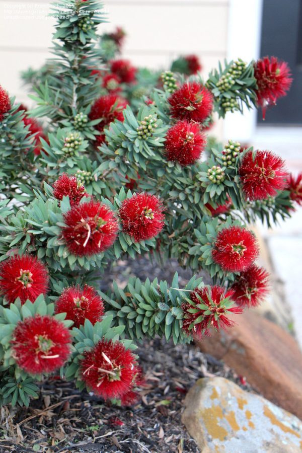 Callistemon Little John Plants Whitsunday North Queensland Wholesale Nursery