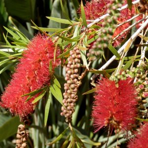 Callistemon Red Devil Plants Whitsunday North Queensland Wholesale Nursery