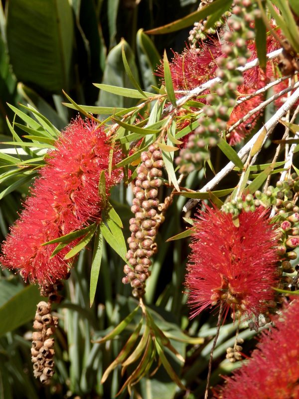 Callistemon Red Devil Plants Whitsunday North Queensland Wholesale Nursery