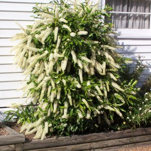 Callistemon Wilderness White Plants Whitsunday North Queensland Wholesale Nursery