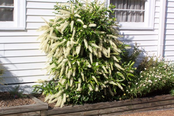 Callistemon Wilderness White Plants Whitsunday North Queensland Wholesale Nursery