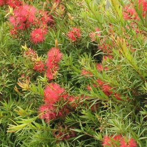 Callistemon Wildfire Plants Whitsunday North Queensland Wholesale Nursery