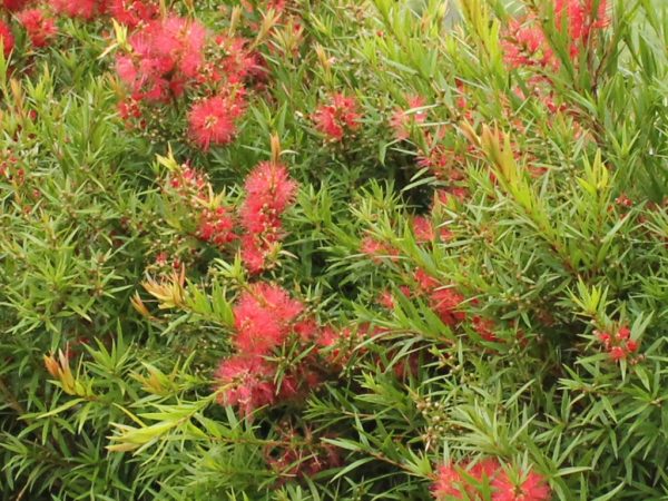 Callistemon Wildfire Plants Whitsunday North Queensland Wholesale Nursery