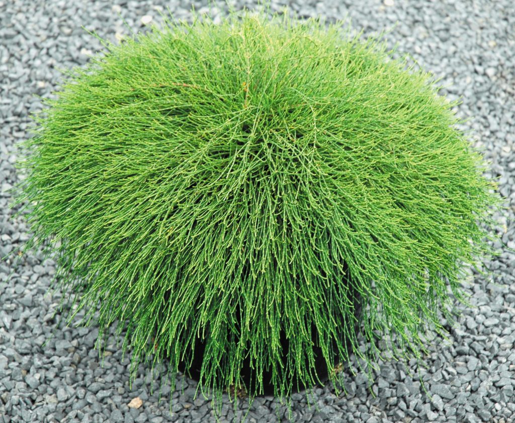 Casuarina Cousin it PLANTS WHITSUNDAY