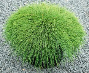 Casuarina glauca Cousin It Plants Whitsunday North Queensland Wholesale Nursery