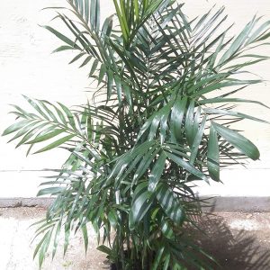 Chamaedorea seifrizii Bamboo Palm Plants Whitsunday North Queensland Wholesale Nursery