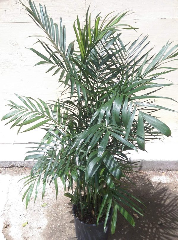Chamaedorea seifrizii Bamboo Palm Plants Whitsunday North Queensland Wholesale Nursery