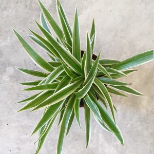 Spider Plant Plants Whitsunday North Queensland Wholesale Nursery