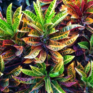 Croton Plants Whitsunday North Queensland Wholesale Nursery