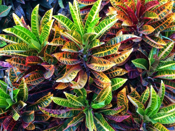 Croton Plants Whitsunday North Queensland Wholesale Nursery
