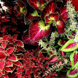 Coleus Plectranthus scutellarioides Plants Whitsunday North Queensland Wholesale Nursery