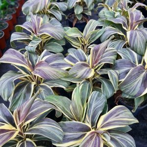 Cordyline fruticosa Chocolate Queen Plants Whitsunday North Queensland Wholesale Nursery