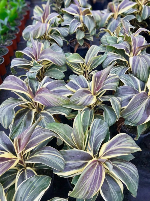 Cordyline fruticosa Chocolate Queen Plants Whitsunday North Queensland Wholesale Nursery