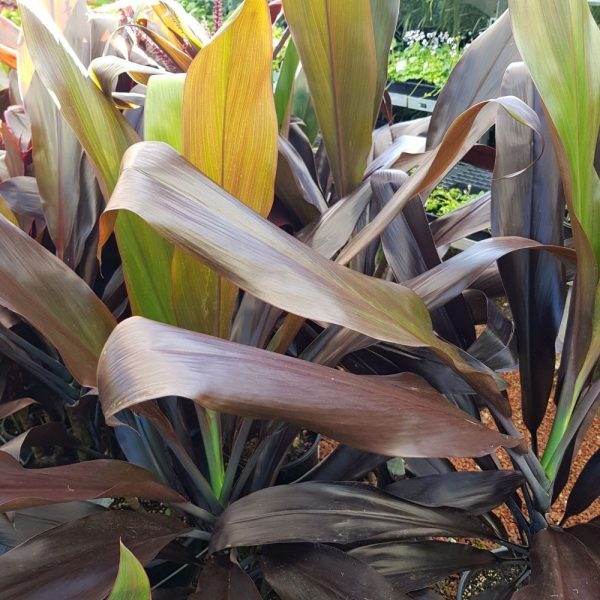Cordyline Negra Cordyline Plants Whitsunday North Queensland Wholesale Nursery