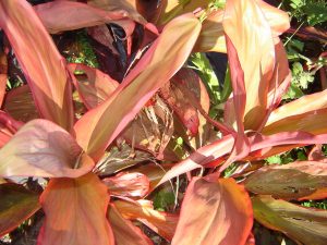 Cordyline fruticosa Cordyline Peter Buck Plants Whitsunday North Queensland Wholesale Nursery