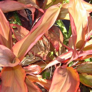 Cordyline fruticosa Cordyline Peter Buck Plants Whitsunday North Queensland Wholesale Nursery