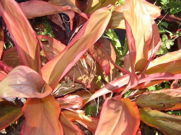 Cordyline fruticosa Cordyline Peter Buck Plants Whitsunday North Queensland Wholesale Nursery