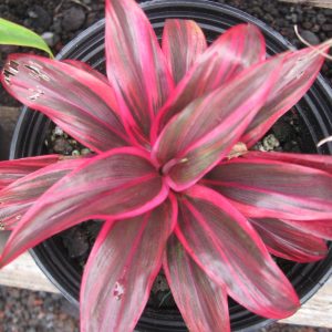 Cordyline Pink Princess Plants Whitsunday North Queensland Wholesale Nursery