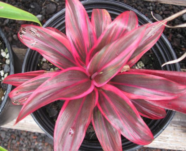 Cordyline Pink Princess Plants Whitsunday North Queensland Wholesale Nursery