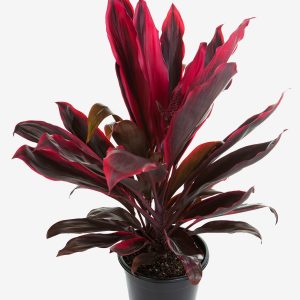 Cordyline Rubra Plants Whitsunday North Queensland Wholesale Nursery